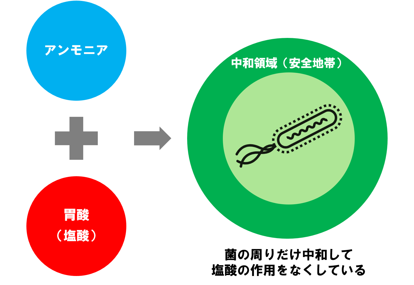 ピロリ菌はアンモニアを中和して胃にすみつく